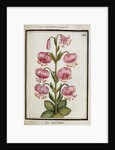 Martagon Lily, c.1700 by French School