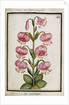 Martagon Lily, c.1700 by French School