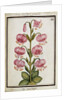 Martagon Lily, c.1700 by French School
