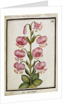 Martagon Lily, c.1700 by French School