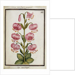 Martagon Lily, c.1700 by French School