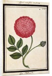 Dutch Rose, c.1700 by French School