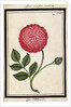 Dutch Rose, c.1700 by French School