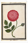 Dutch Rose, c.1700 by French School