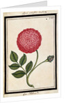 Dutch Rose, c.1700 by French School