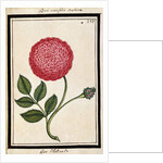 Dutch Rose, c.1700 by French School