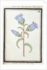 Campanula Trachelium, c.1700 by French School