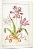 Tulips, 18th century by French School