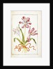 Tulips, 18th century by French School