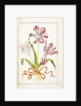 Tulips, 18th century by French School