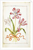 Tulips, 18th century by French School