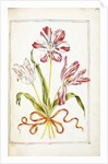 Tulips, 18th century by French School