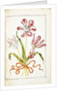 Tulips, 18th century by French School