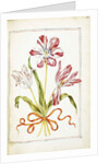 Tulips, 18th century by French School