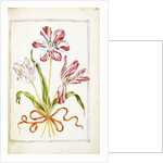 Tulips, 18th century by French School