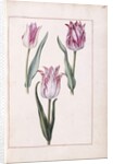 Tulips, 18th century by French School