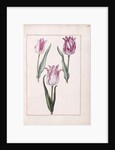 Tulips, 18th century by French School
