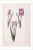 Tulips, 18th century by French School
