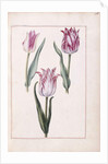 Tulips, 18th century by French School
