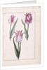 Tulips, 18th century by French School