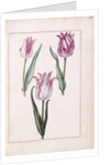 Tulips, 18th century by French School
