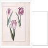 Tulips, 18th century by French School