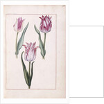 Tulips, 18th century by French School