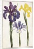 Irises, 18th century by French School