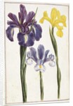 Irises, 18th century by French School