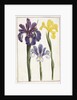 Irises, 18th century by French School