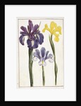 Irises, 18th century by French School