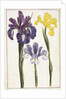 Irises, 18th century by French School