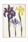 Irises, 18th century by French School