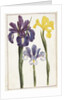 Irises, 18th century by French School