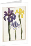 Irises, 18th century by French School