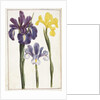 Irises, 18th century by French School