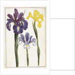 Irises, 18th century by French School