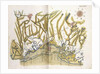 Coloured map of Venice and its region, c.1610 by Cristoforo Sabbadino