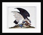 Bird of prey with snake, 1808-21 by Charles Hayes