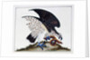 Bird of prey with snake, 1808-21 by Charles Hayes