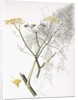 A Botanical Study, 1822-1845 by Charlotte Strickland