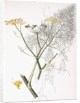A Botanical Study, 1822-1845 by Charlotte Strickland