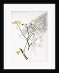 A Botanical Study, 1822-1845 by Charlotte Strickland