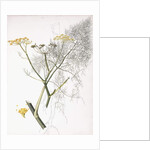 A Botanical Study, 1822-1845 by Charlotte Strickland