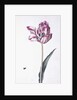 Tulip and bee, 18th century by German School