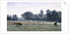 Marcoussis - Cows Grazing, 1845-50 by Jean Baptiste Camille Corot