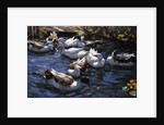 Ducks in the Reeds under the Boughs by Alexander Koester
