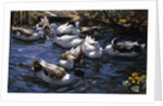 Ducks in the Reeds under the Boughs by Alexander Koester