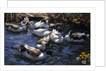 Ducks in the Reeds under the Boughs by Alexander Koester