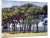 Pines, Cap d'Antibes, 1888 by Claude Monet